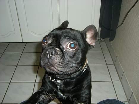 Fransk bulldog raiko billede 6