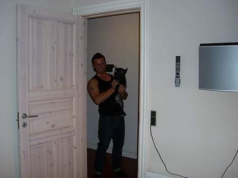 Fransk bulldog raiko billede 7