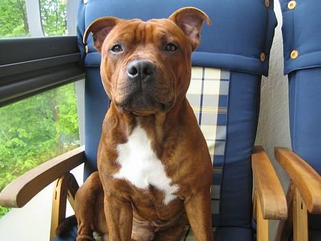 Staffordshire bull terrier Armani billede 1