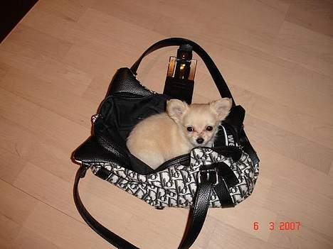 Chihuahua Futte - Måske jeg kan snyde mig med ud og handle i dag  billede 10