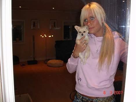 Chihuahua Futte billede 11