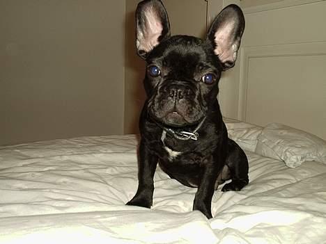 Fransk bulldog raiko billede 8