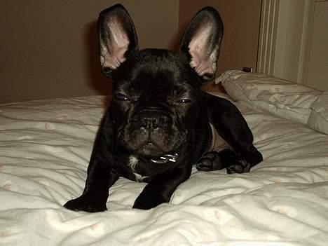 Fransk bulldog raiko billede 9