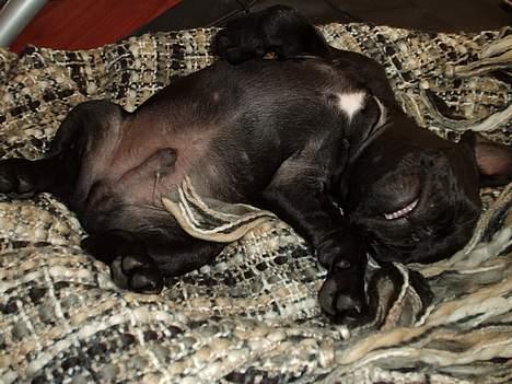 Fransk bulldog raiko billede 10