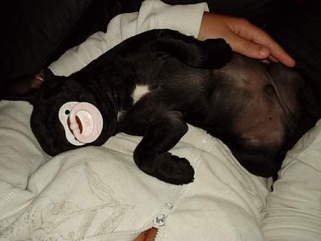 Fransk bulldog raiko - det er ikke kun børn der bruger sut billede 11