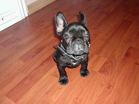 Fransk bulldog raiko billede 12