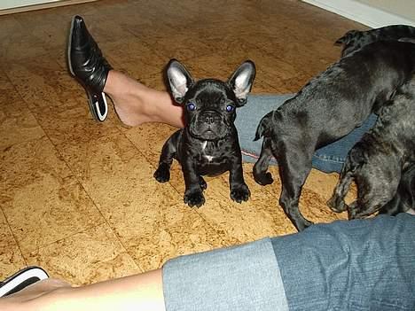 Fransk bulldog raiko - den første dag vi så ham hven kunne stå for det billede 13