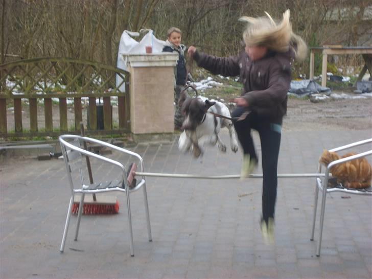 Gammel dansk hønsehund Anton - Velkommen til Anton´s side !  billede 1