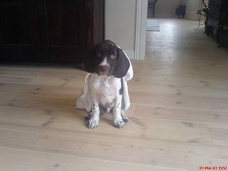 Gammel dansk hønsehund Anton - Kong Anton <3 ´som lille baby.  billede 2