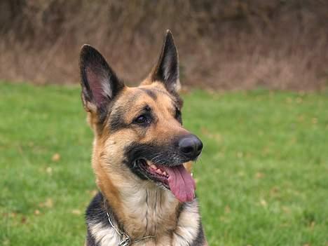 Schæferhund Sille (Zacho Rini) billede 4