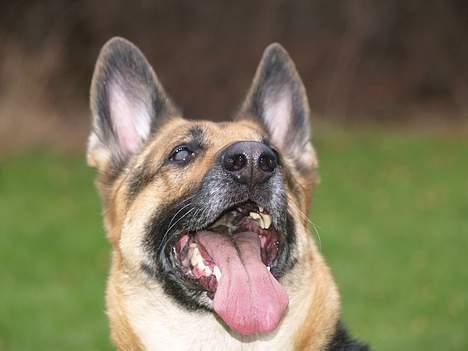 Schæferhund Sille (Zacho Rini) billede 5