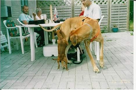 Grand danois Great Dane's Tinka - hallo hvad pokker laver det lille kræ billede 8