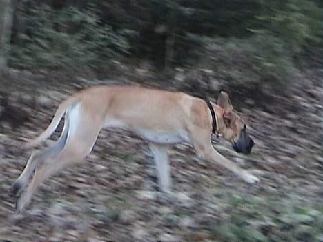 Grand danois Great Dane's Tinka billede 9