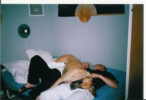 Grand danois Great Dane's Tinka - FANGET hi hi billede 10