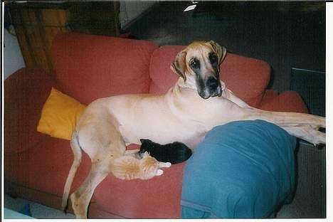 Grand danois Great Dane's Tinka - jeg skal nok passe på dem  billede 12