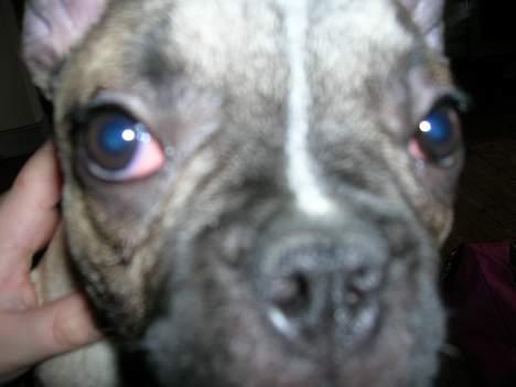 Fransk bulldog Ludwig - Sagde du for tæt på ??? billede 17