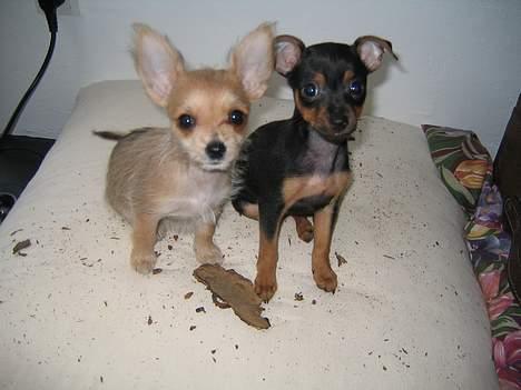 Blanding af racer Thilde - 8 uger. "Vi har ikke gjort noget" :P billede 4