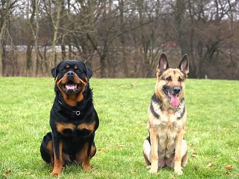 Schæferhund Sille (Zacho Rini) billede 6