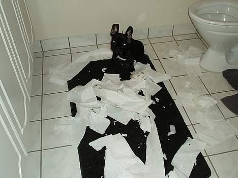 Fransk bulldog raiko - sådan ser en rulle toilet papir ud når raiko har været igang med og lege billede 14
