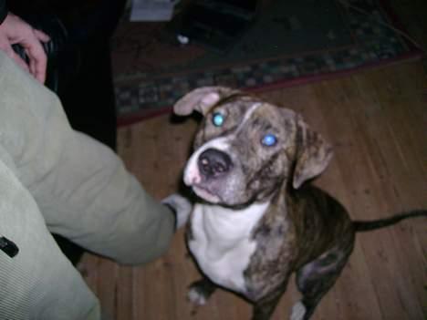 Blanding af racer Hannibal (amstaff) billede 13