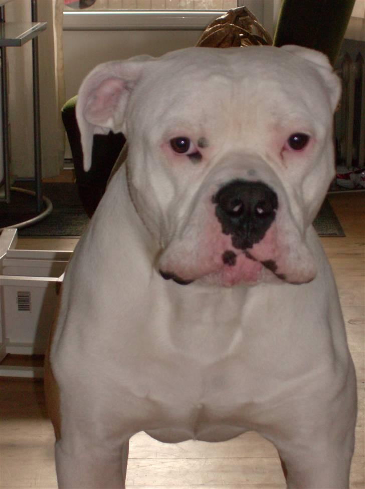 Amerikansk bulldog Archi billede 1