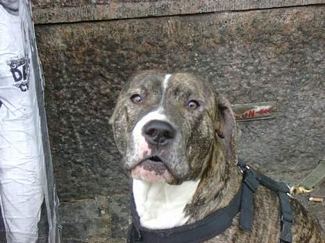 Blanding af racer Hannibal (amstaff) billede 14