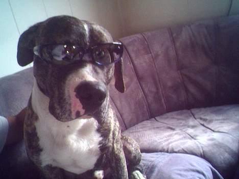 Blanding af racer Hannibal (amstaff) billede 16