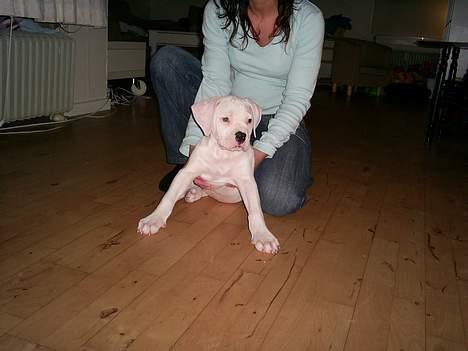 Amerikansk bulldog Archi billede 2