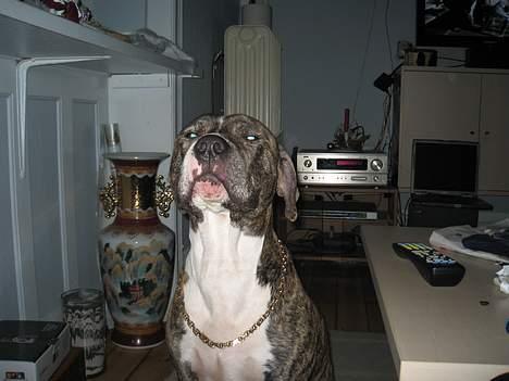 Blanding af racer Hannibal (amstaff) billede 17