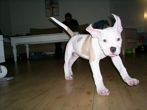 Amerikansk bulldog Archi billede 3