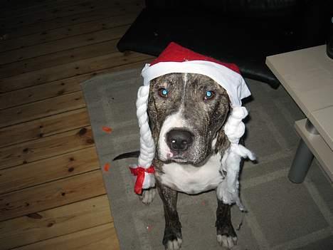 Blanding af racer Hannibal (amstaff) billede 18