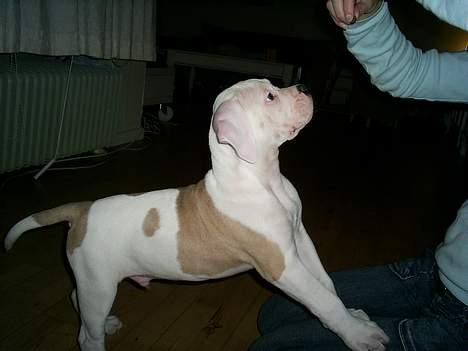 Amerikansk bulldog Archi billede 4