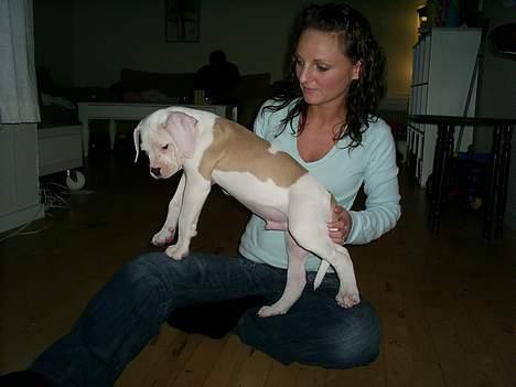 Amerikansk bulldog Archi billede 5