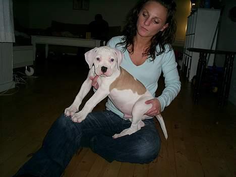 Amerikansk bulldog Archi billede 6