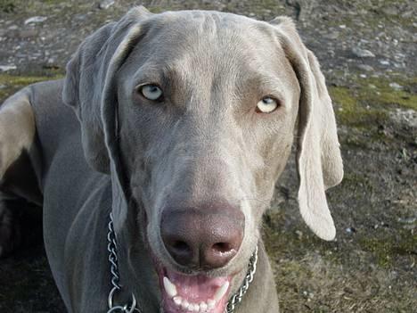 Weimaraner Sønderskovens Danaweim - Vaks 10 måneder billede 1