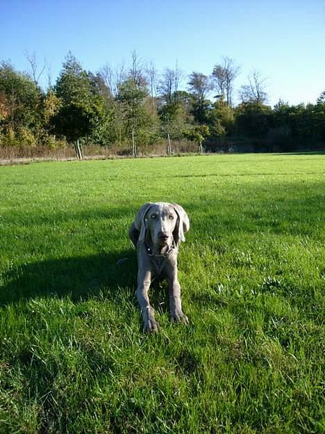 Weimaraner Sønderskovens Danaweim billede 2