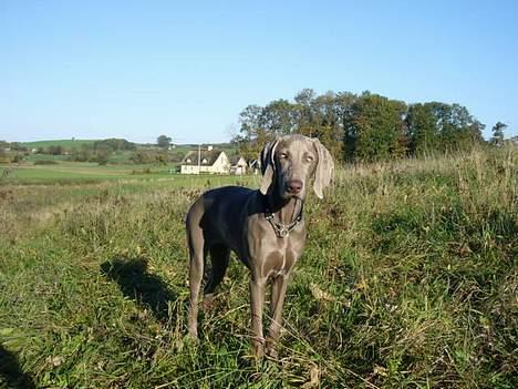Weimaraner Sønderskovens Danaweim billede 3