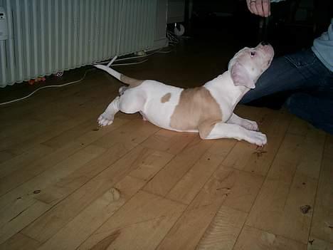 Amerikansk bulldog Archi billede 7
