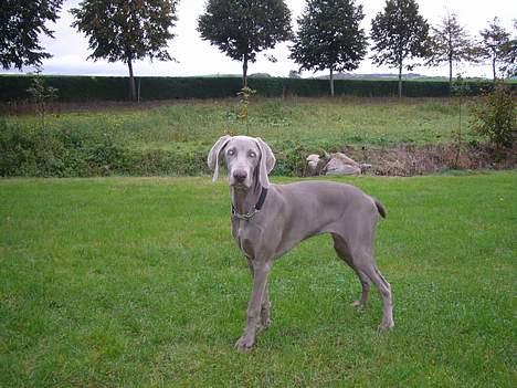 Weimaraner Sønderskovens Danaweim billede 4