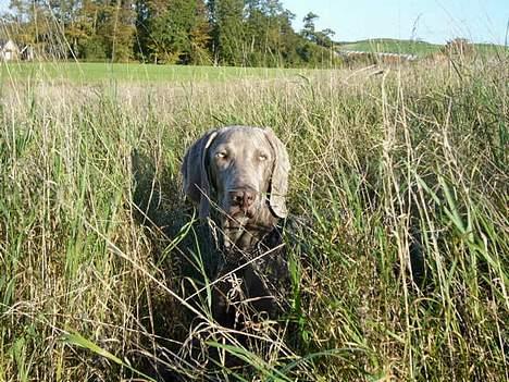 Weimaraner Sønderskovens Danaweim billede 5