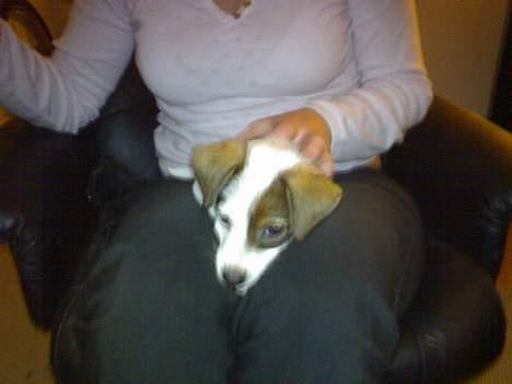 Dansk svensk gaardhund *MullePigen*  R.I.P... - Her er jeg lige hos mor.... billede 3