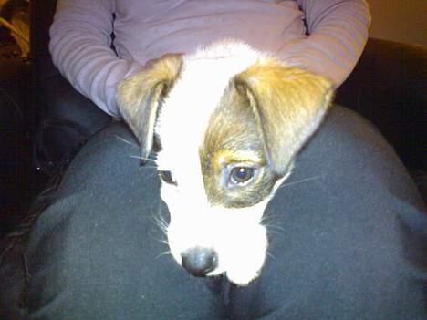 Dansk svensk gaardhund *MullePigen*  R.I.P... - Stadig hos mor... billede 4