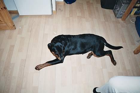 Rottweiler Julle billede 4