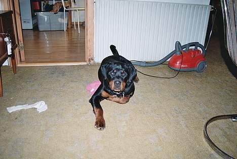 Rottweiler Julle billede 5