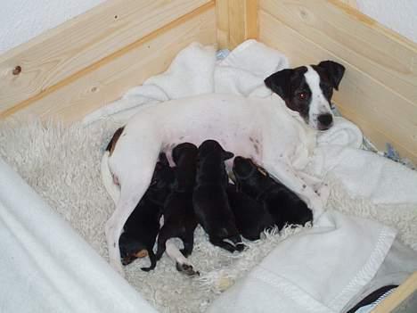 Dansk svensk gaardhund Lucky R.I.P  - Luckys første kuld hvalpe :o)  billede 9