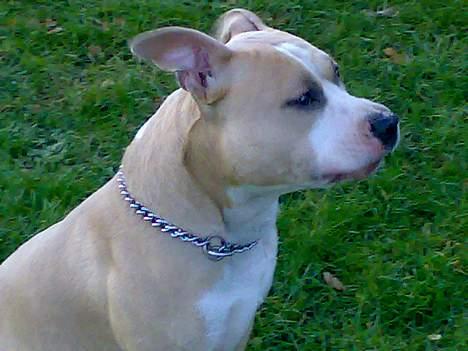 Amerikansk staffordshire terrier Silver billede 9