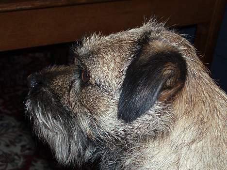 Border terrier Petit fleur (lykke) billede 6