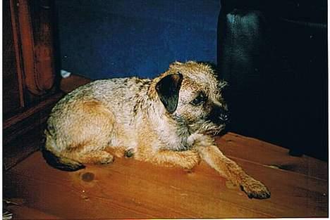 Border terrier Petit fleur (lykke) billede 8