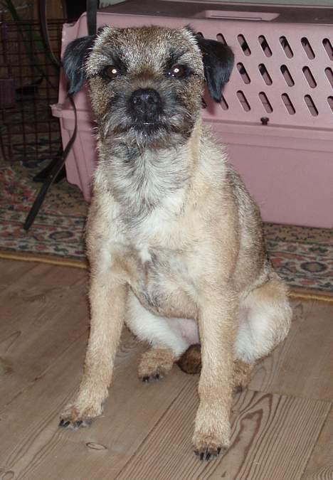 Border terrier Petit fleur (lykke) billede 9