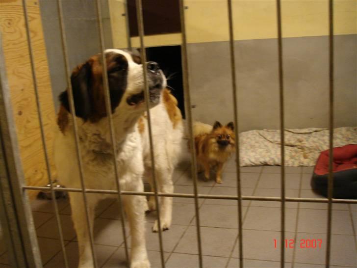 Pomeranian Cise - Åhhh... som min søster kan larme.. billede 15